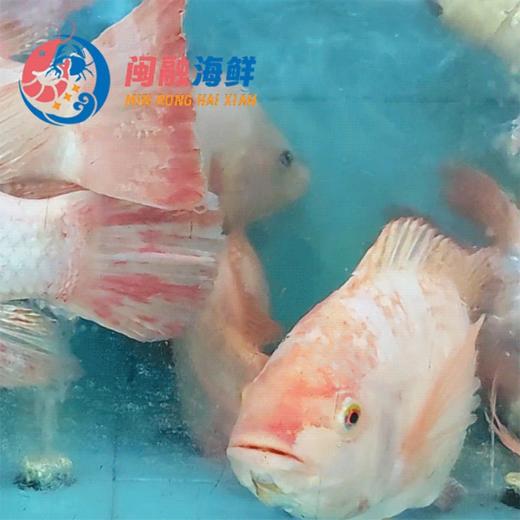 鲜活花雕鱼 /条 商品图0