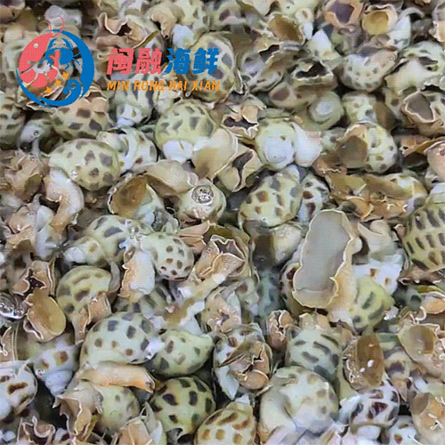 海南花螺 /斤