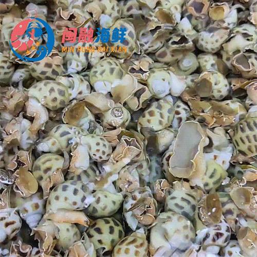 海南花螺 /斤 商品图0