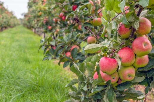 水蜜桃口感！新西兰小花苹果，原装进口 商品图5