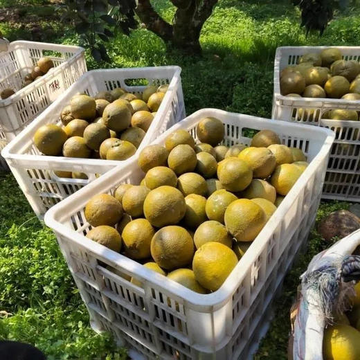 【鲜嫩多汁！秭归黑美人棕橙】吃过忘不了，橙味十足，口感嫩滑酸甜可口，新鲜水果湖北巧克力脐橙 商品图1