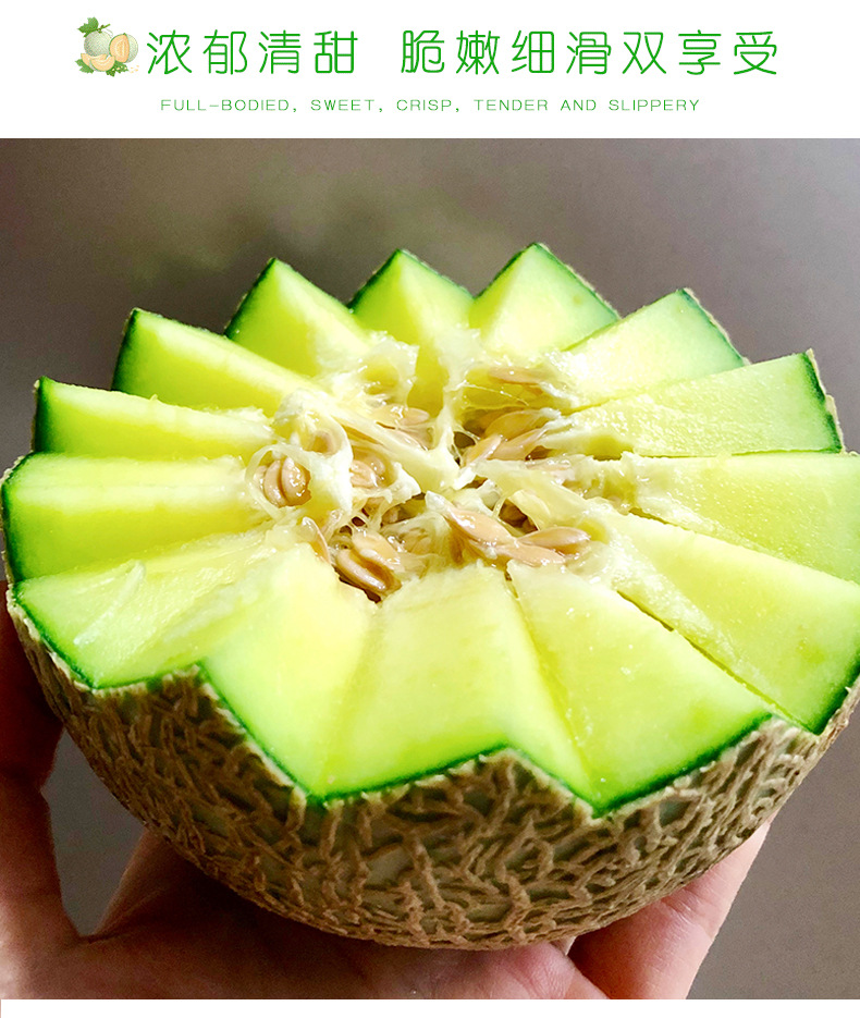 哈密瓜_02 - 副本.jpg