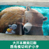 暖房子心成长系列绘本·第五辑：森林里有一只大毛怪(〔英〕史蒂夫·斯莫尔曼 文；〔英〕卡罗琳·佩德勒 图；王翀 译) 商品缩略图3