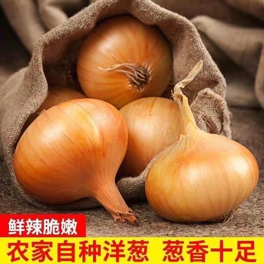 【19.9到手5斤！黄皮洋葱农家种植】脆嫩多汁 提鲜增味 可佐餐生食熟吃 荤菜配料提味好帮手 新鲜美味 凉拌炒制都很有营养 商品图0