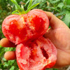【超好吃！普罗旺斯番茄】沙瓤细腻清甜 肥厚多汁 酸甜适口 自然生长 营养健康 不一样的西红柿 你值得一尝 商品缩略图0