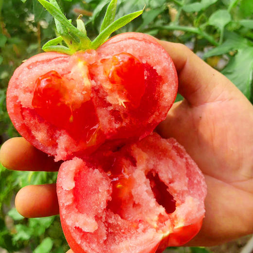 【超好吃！普罗旺斯番茄】沙瓤细腻清甜 肥厚多汁 酸甜适口 自然生长 营养健康 不一样的西红柿 你值得一尝 商品图0