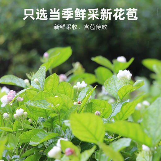 【秒杀不满赠】杞里香茉莉花 四季皆宜泡水茶叶花茶清凉解渴夏天暑天 商品图2