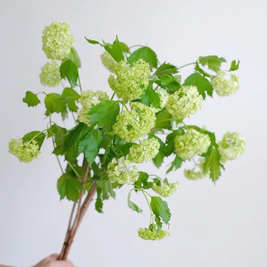 氛围感植物丨木绣球丨5支 商品图2