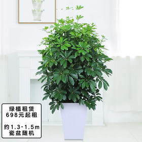 【租赁植物】大型盆栽办公室绿植摆上门绿化出租短租全国同城