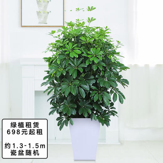 【租赁植物】大型盆栽办公室绿植摆上门绿化出租短租全国同城 商品图0