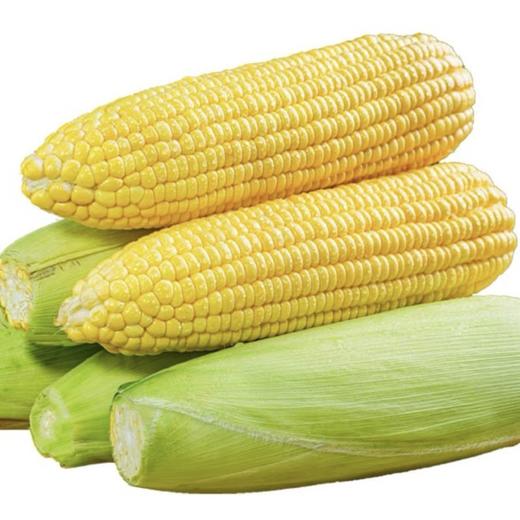 【19.9抢3斤！可以当水果吃的玉米】原产地采摘 个大饱满 营养丰富 新鲜脆嫩 口口爆汁 香甜爽口 水果玉米 商品图2