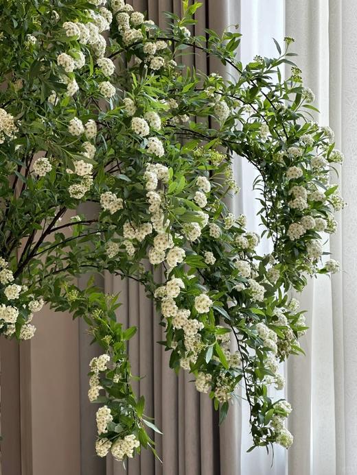 重瓣小手球花一扎 商品图9