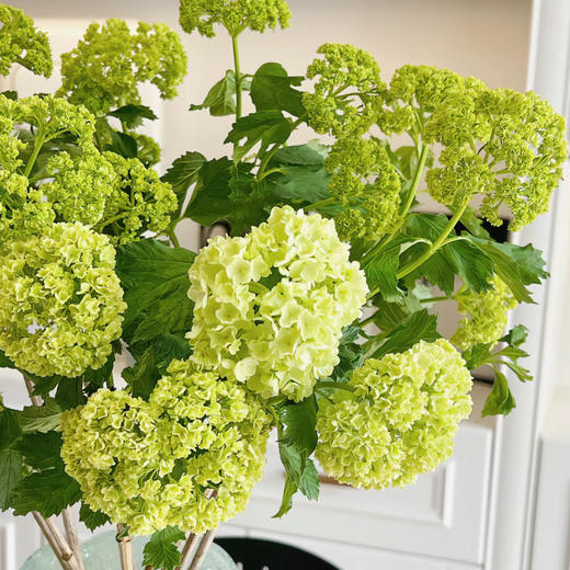 氛围感植物丨木绣球丨5支 商品图1