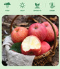 ✈️包邮到家，苹果脆片采用当季高山红富士，拒绝烂果，坏果，只有山西运城高山红富士苹果做出来的苹果脆，是七分甜三分酸。而且18斤鲜苹果才能做出来一斤的苹果脆片！无任何添加剂！60克/袋 商品缩略图5