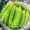 【预售】海阳白玉黄瓜水果小黄瓜生吃脆鲜 现摘新鲜蔬菜源头直发 5斤（发货时间较长，不能等待的慎拍） 商品缩略图0