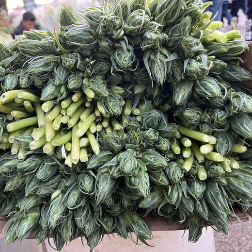 雀梅.猫眼 商品图0