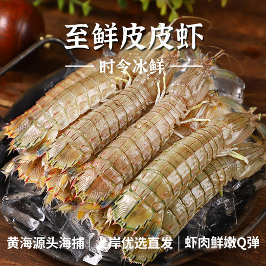 冰鲜 | 无膏皮皮虾 1200g/份（36-48只左右）青背透亮 鲜甜弹牙 商品图4