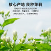 【秒杀不满赠】杞里香茉莉花 四季皆宜泡水茶叶花茶清凉解渴夏天暑天 商品缩略图5