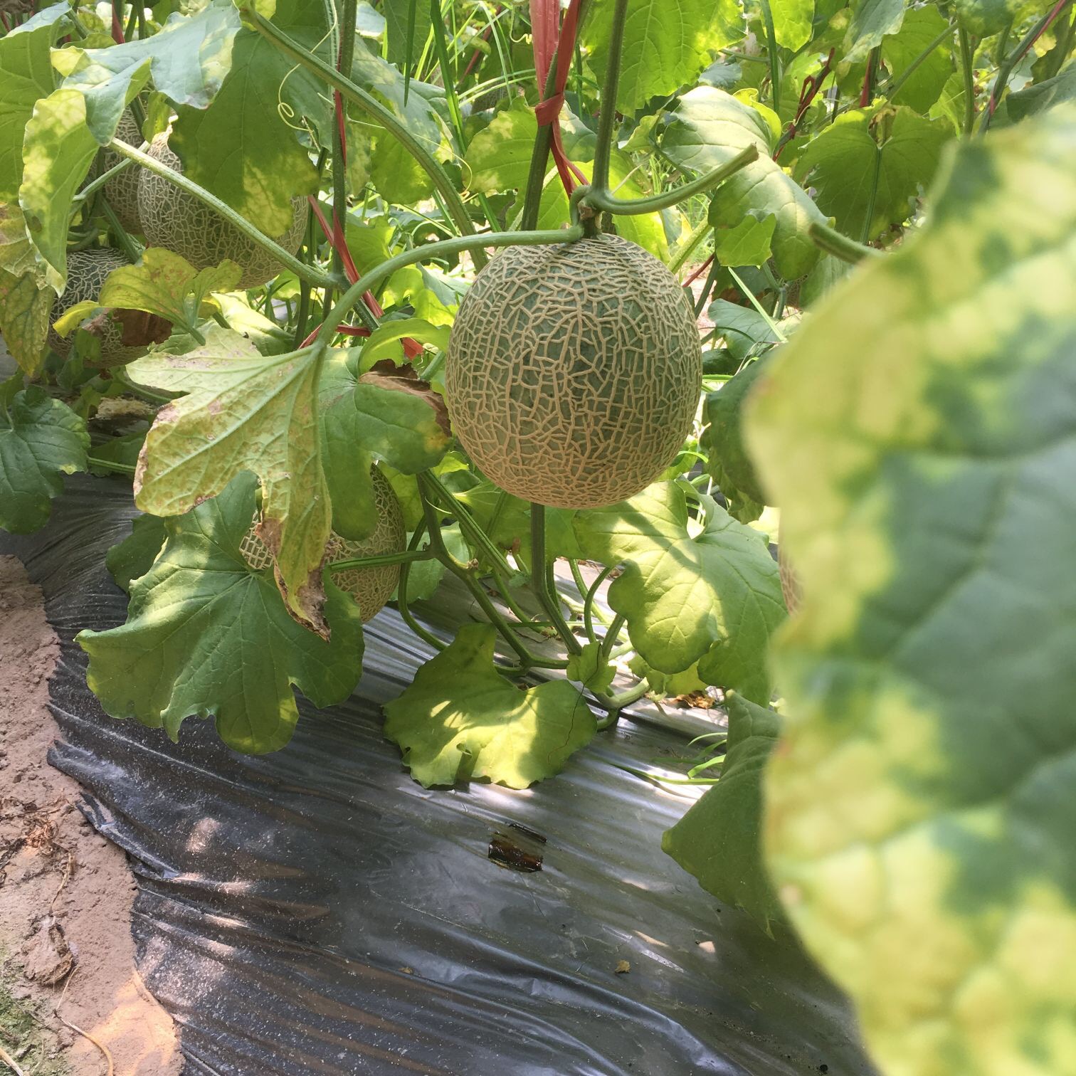 微信图片_201911200232168 - 副本.jpg