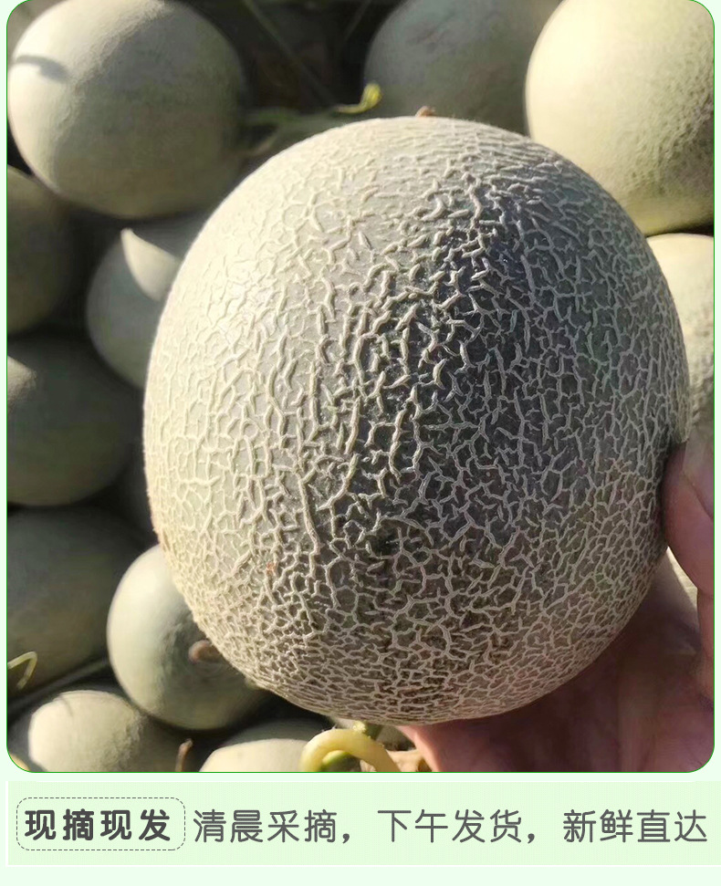 哈密瓜_09 - 副本.jpg