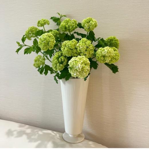 氛围感植物丨木绣球丨5支 商品图3