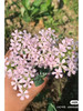 粉钻草花（细米花） 商品缩略图0