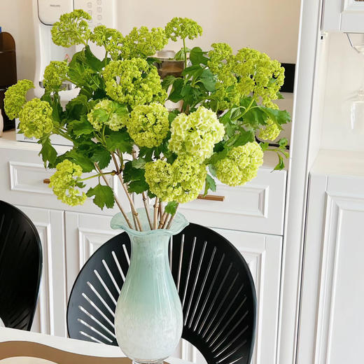 氛围感植物丨木绣球丨5支 商品图0