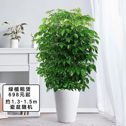 【租赁植物】大型盆栽办公室绿植摆上门绿化出租短租全国同城 商品图1