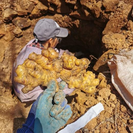 【姜味十足！云南小黄姜】精选好姜，姜块肥大饱满，水分充沛，无缺损情况云南新鲜生姜，新鲜蔬菜鲜嫩姜老姜 商品图1