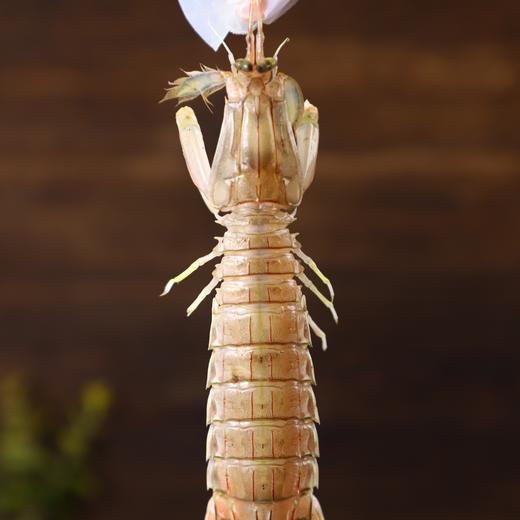 冰鲜 | 带膏皮皮虾 1200g/份（36-48只左右）黄金捕捞期  肥壮膏美 商品图2