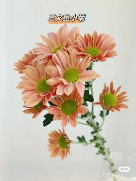米黄色小菊3支