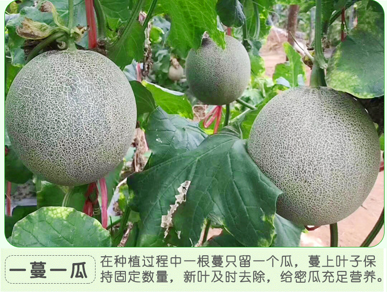 哈密瓜_08 - 副本.jpg