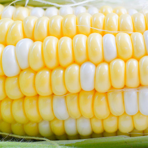 【爆浆水果甜玉米！云南金银水果玉米】一口下去，脆甜爽口，鲜嫩多汁，现摘整箱新鲜生吃甜玉米棒子， 商品图5