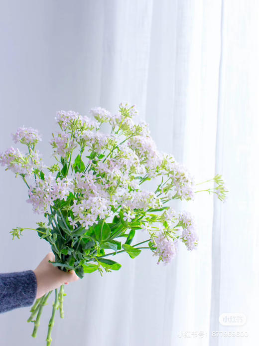 粉钻草花（细米花） 商品图2