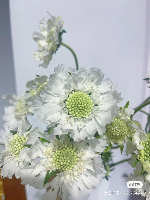蓝盆花 商品图0