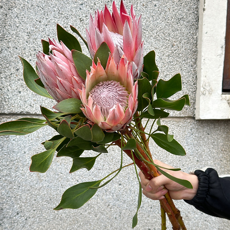 南非进口花材粉白红色帝王花1支