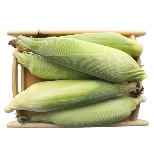 【19.9抢3斤！可以当水果吃的玉米】原产地采摘 个大饱满 营养丰富 新鲜脆嫩 口口爆汁 香甜爽口 水果玉米 商品图3