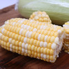 【爆浆水果甜玉米！云南金银水果玉米】一口下去，脆甜爽口，鲜嫩多汁，现摘整箱新鲜生吃甜玉米棒子， 商品缩略图4
