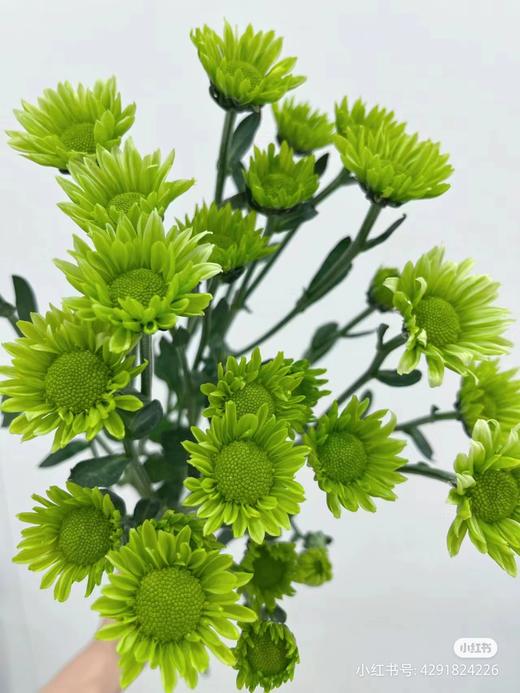 绿色小雏菊3支 商品图0