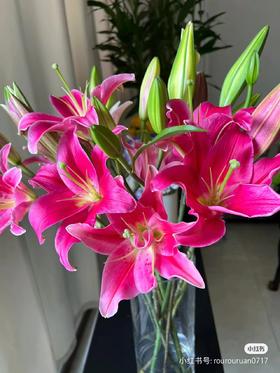 红色多头百合5支