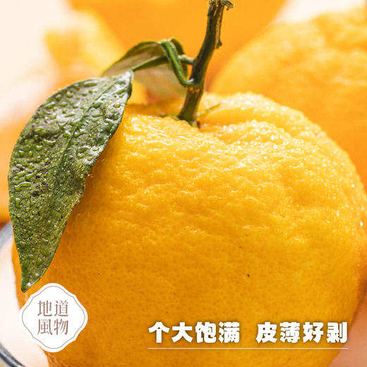 四川蒲江  柠檬不知火  多规格任选 商品图0