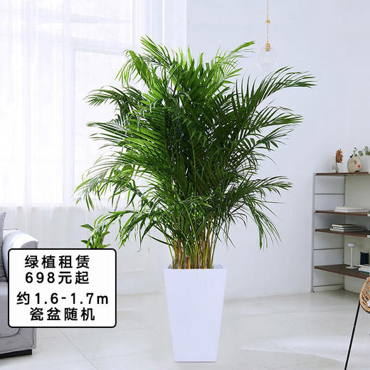 【租赁植物】大型盆栽办公室绿植摆上门绿化出租短租全国同城 商品图4