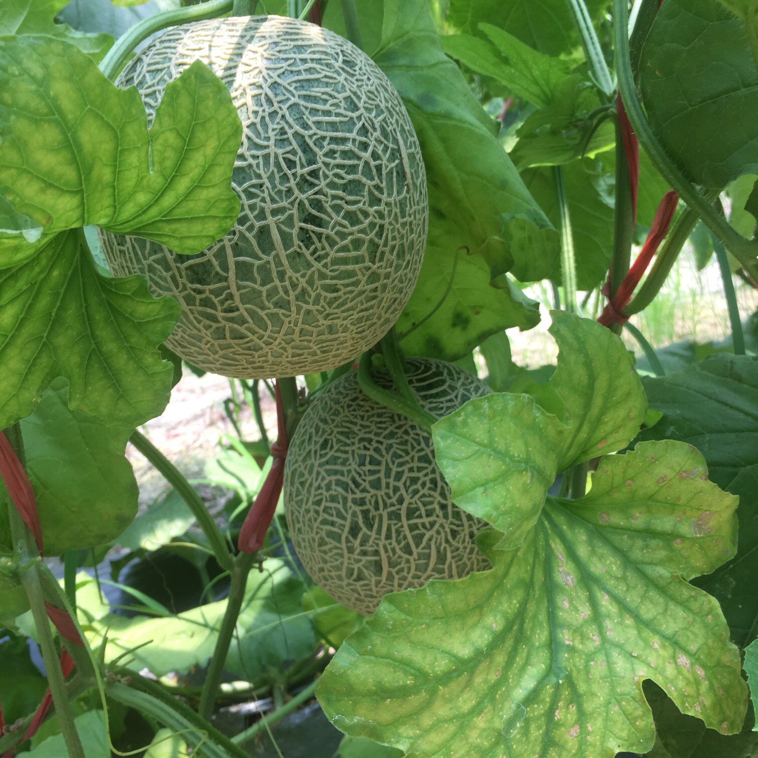 微信图片_201911200232167 - 副本.jpg