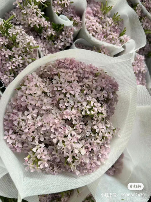 粉钻草花（细米花） 商品图1