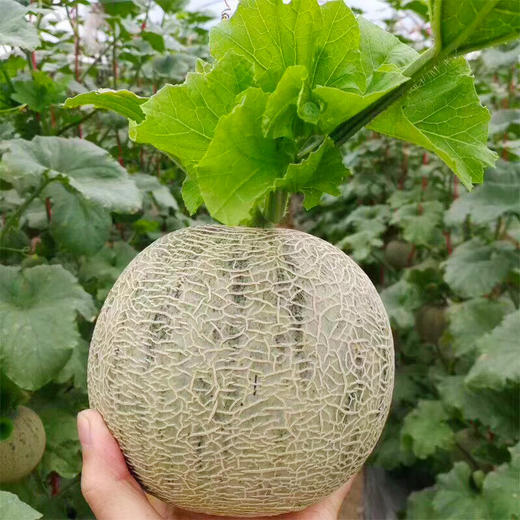 【脆嫩清甜！海南玫珑蜜瓜】浓郁的果香回味，新鲜水果哈密瓜，香气宜人，口齿留香，满满都是海南阳光的味道 商品图2