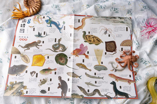 海错图笔记·青少版套装（全2册） 商品图10