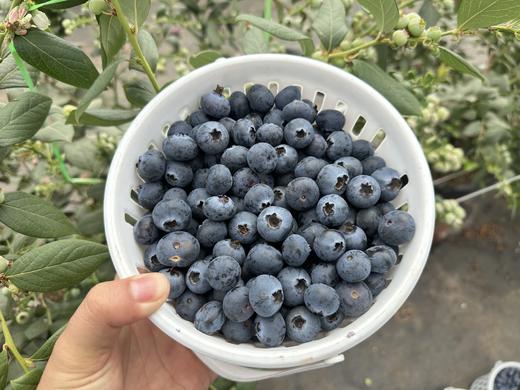 蓝莓届的天花板 云南L25高海拔花香蓝莓 回味自带花香！ 商品图3