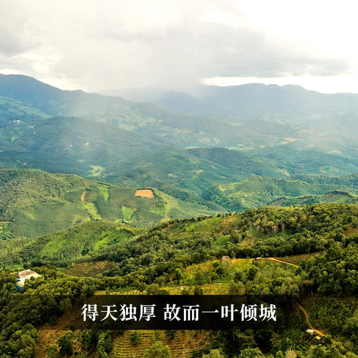 【5饼打包价】【坝卡竜】2023年春茶 班章五寨之一 布朗山的‘明星产区’普洱茶手撕饼一掰一泡 商品图9