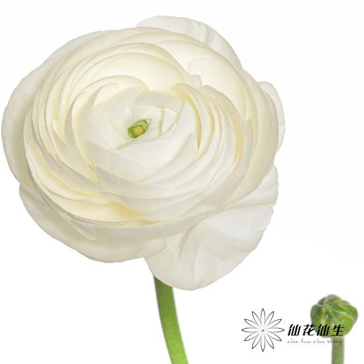 配花 | 成功洋牡丹白色婚礼 商品图4