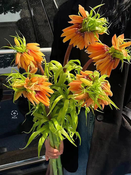 荷兰贝母OrangeSweet橙色鲜花5支 商品图3